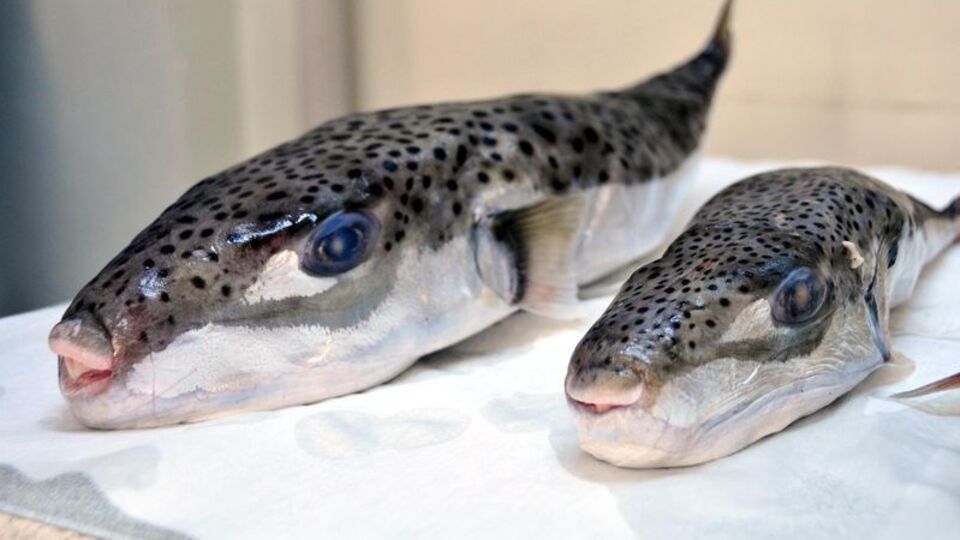 Şimdi de İzmir Körfezi'nde ortaya çıktı!