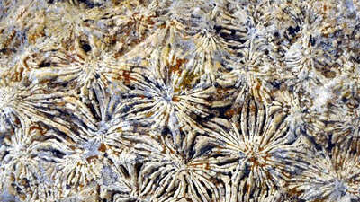 15 milyon yıllık deniz canlısı fosilleri bulundu