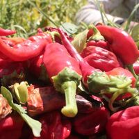 Mutfağınızda yer açın! İşte en sağlıklı besinler...