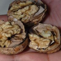 5 tane ceviz yiyin! 4 saat bekleyin!