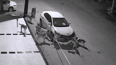 Sakarya'da akılalmaz olay! Parçaladılar