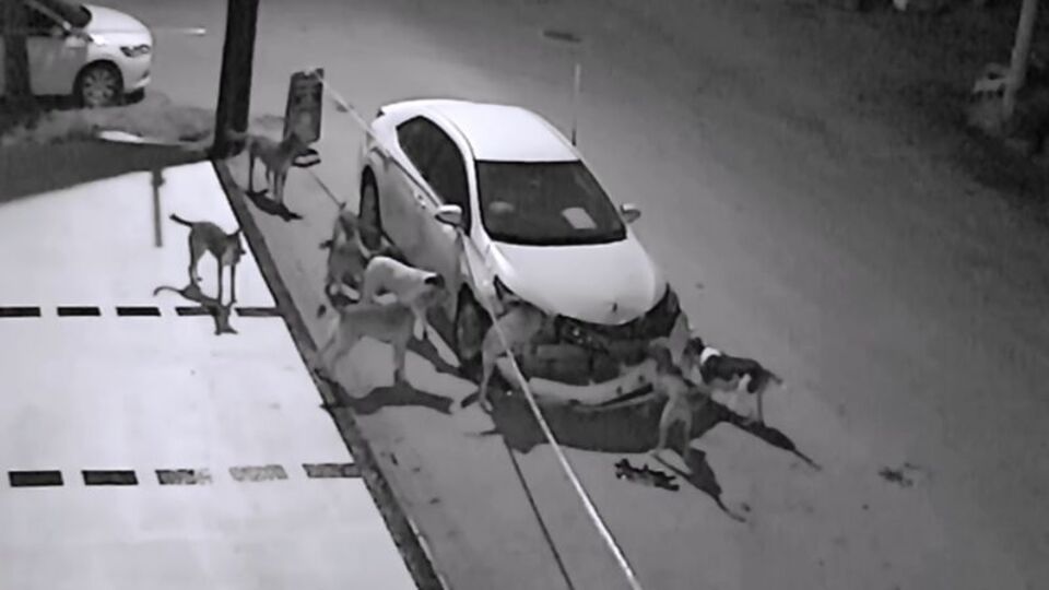 Sakarya'da akılalmaz olay! Parçaladılar