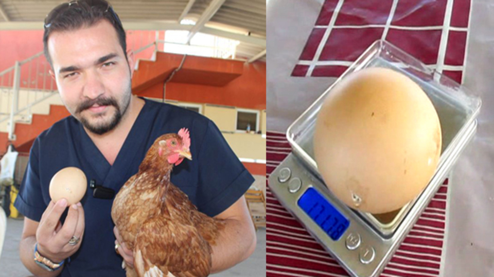 "Tavuk mu yumurtadan, yumurta mı tavuktan?"