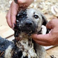 İnsanlığın utanç fotoğrafıydı! Bir de şimdi bakın!