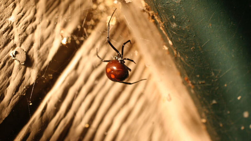 O ölümcül örümceğin zehrini çalan virüs keşfedildi!
