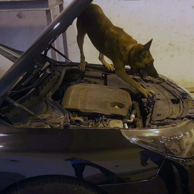 Dedektör köpek Jack yakaladı!