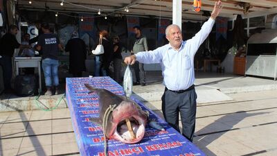 Kanser hastaları köpek balığı ile şifa bulacak