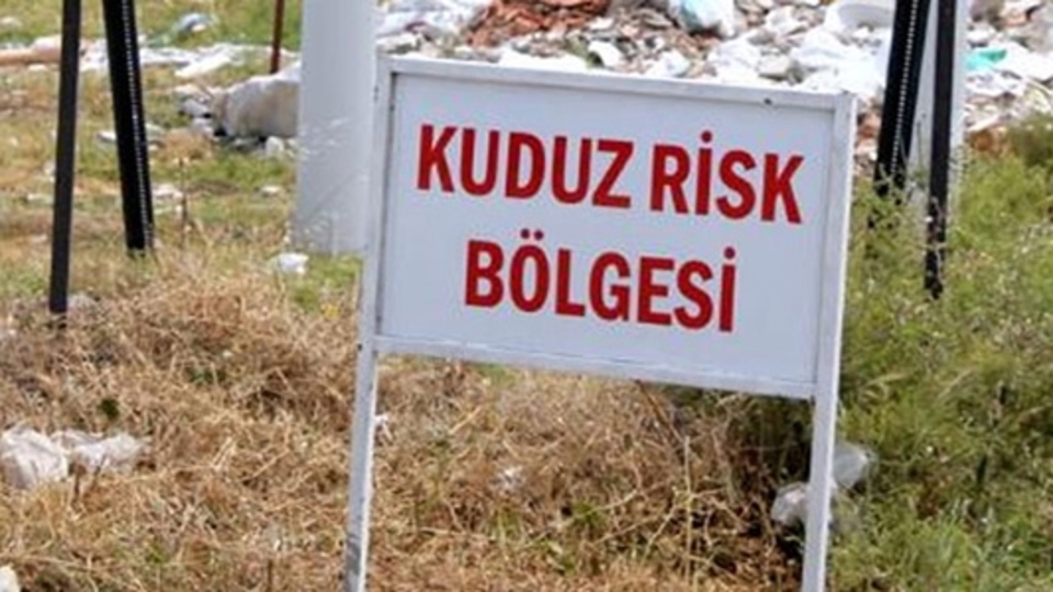 Bursa'da kuduz alarmı! O ilçe karantinaya alındı