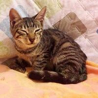 Korkunç! Yavru kediye işkence yapıp tecavüz ettiler