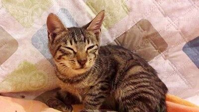 Korkunç! Yavru kediye işkence yapıp tecavüz ettiler