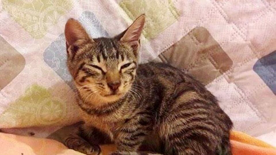 Korkunç! Yavru kediye işkence yapıp tecavüz ettiler