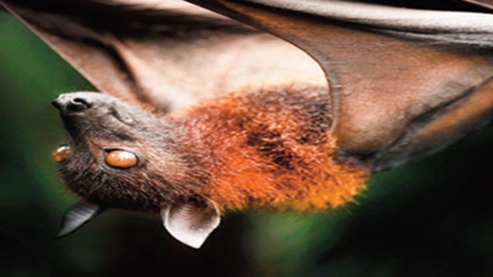 Kanyon'da yarasa şoku!