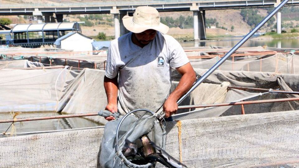 Dünya Türkiye'nin o ilinden balık alıyor!