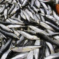 Palamutta bolluk bitti, fiyatı yüzde 50 zamlandı