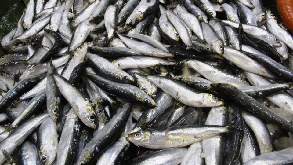 Palamutta bolluk bitti, fiyatı yüzde 50 zamlandı