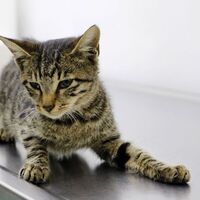 Tecavüze uğrayıp işkence gören kedi öldü