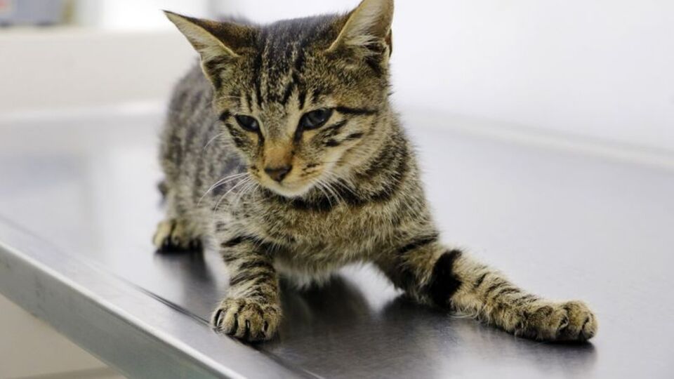 Tecavüze uğrayıp işkence gören kedi öldü