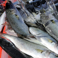 Denizlerin kraliçesi lüfer, balıkçılara umut oldu!