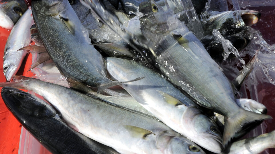 Denizlerin kraliçesi lüfer, balıkçılara umut oldu!