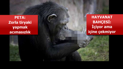 Dünya 'sigara içen şempanze'yi konuşuyor!