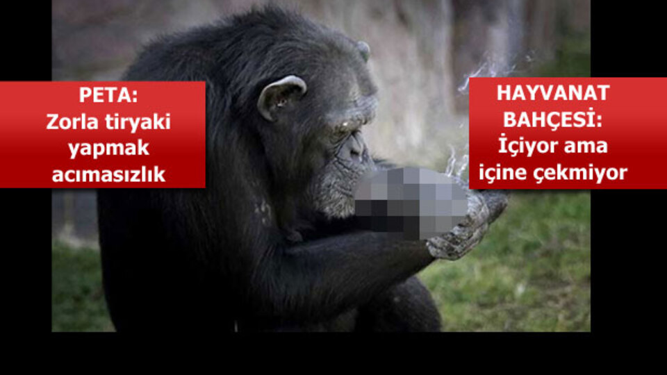 Dünya 'sigara içen şempanze'yi konuşuyor!