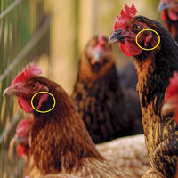 Ne işe yaradığını biliyor musunuz?