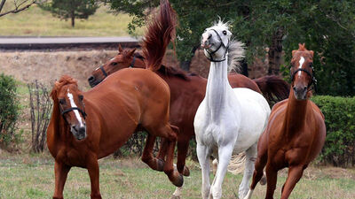 TSK'ya ay, beygir ve katır alınacak