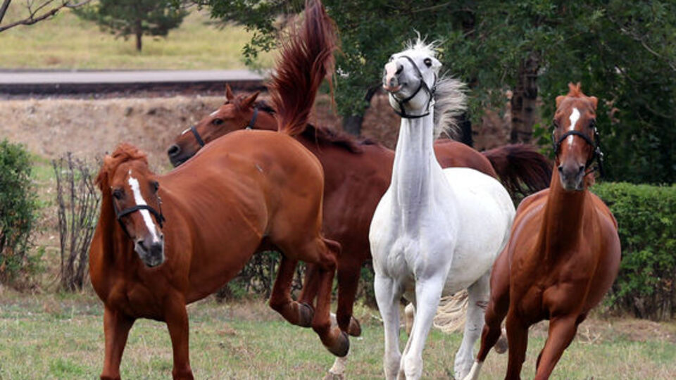 TSK'ya ay, beygir ve katır alınacak