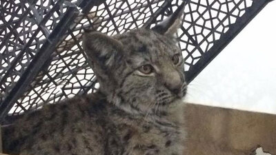 Karaman'da vaşak bulundu