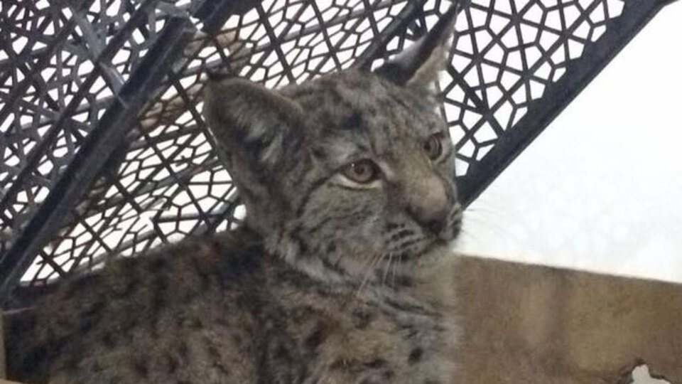 Karaman'da vaşak bulundu