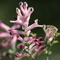 Sedef hastalarına şahtere otu tavsiyesi
