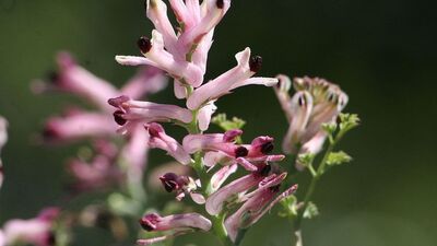 Sedef hastalarına şahtere otu tavsiyesi