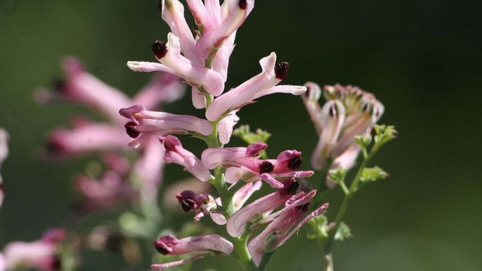 Sedef hastalarına şahtere otu tavsiyesi