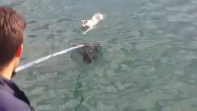 Denizin ortasında kalan kedi böyle kurtarıldı