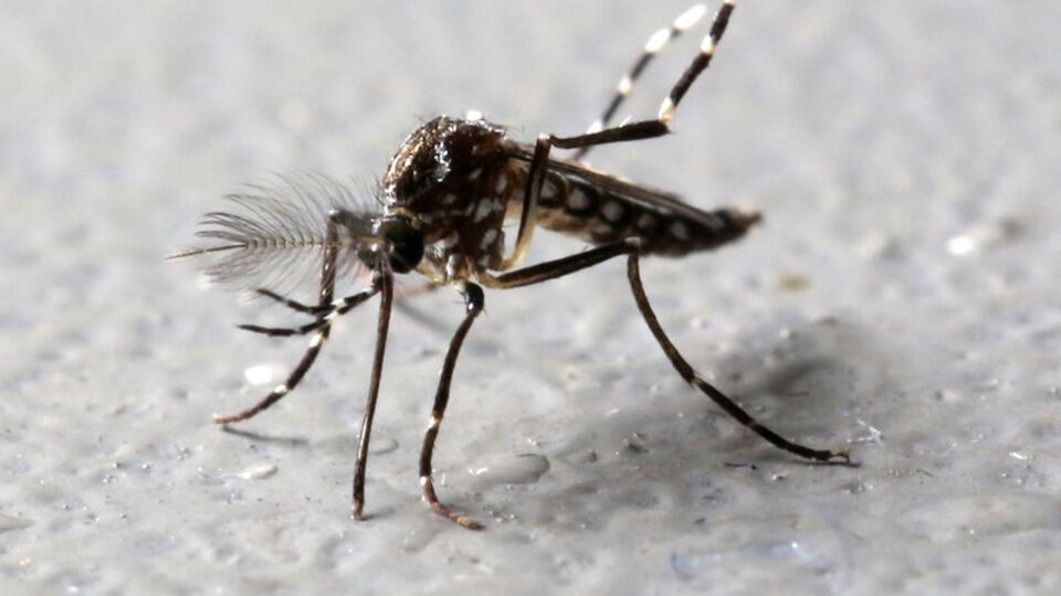 Sivrisinekle bulaşan 'zika'ya karşı sivrisinek ordusu