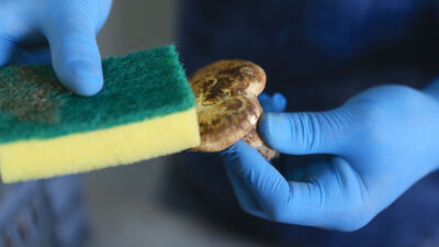 Dünyanın bir ucuna ihraç ediliyor! Dünyanın en pahalısı...