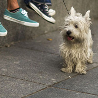 Evcil hayvanın sokakta bırakılan dışkısı, sahibini ele verecek!