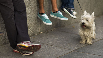 Evcil hayvanın sokakta bırakılan dışkısı, sahibini ele verecek!