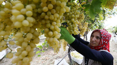 Üzümün çöpü ekonomiye kazandırılacak