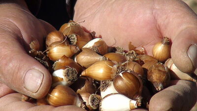 Kardelenler üretilip Avrupa'ya satılacak