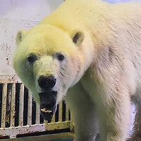 Kutup ayısı 'Pizza' hapisten kurtuldu