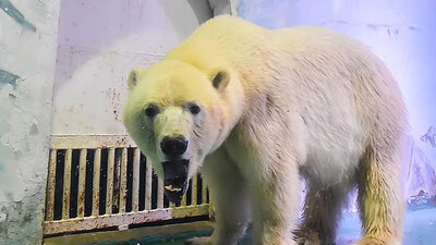 Kutup ayısı 'Pizza' hapisten kurtuldu