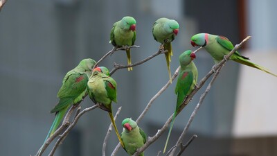 Gördüğünüz papağanları ihbar edin! Çünkü...