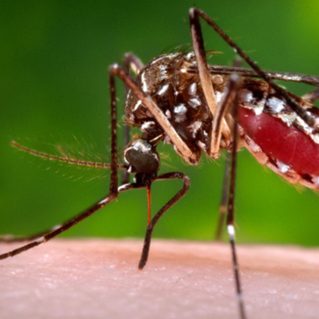 Zika virüsüyle doğan bebekler 3 yıl izlenecek