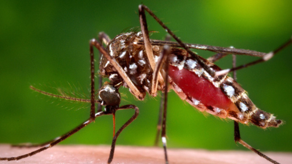 Zika virüsüyle doğan bebekler 3 yıl izlenecek