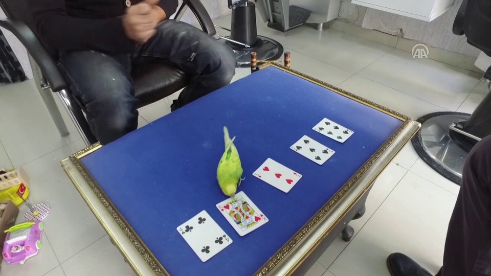 "Limon", yeteneğiyle görenleri şaşırtıyor