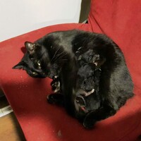 Yolcu gemisinde 5 yavru dünyaya getirdi