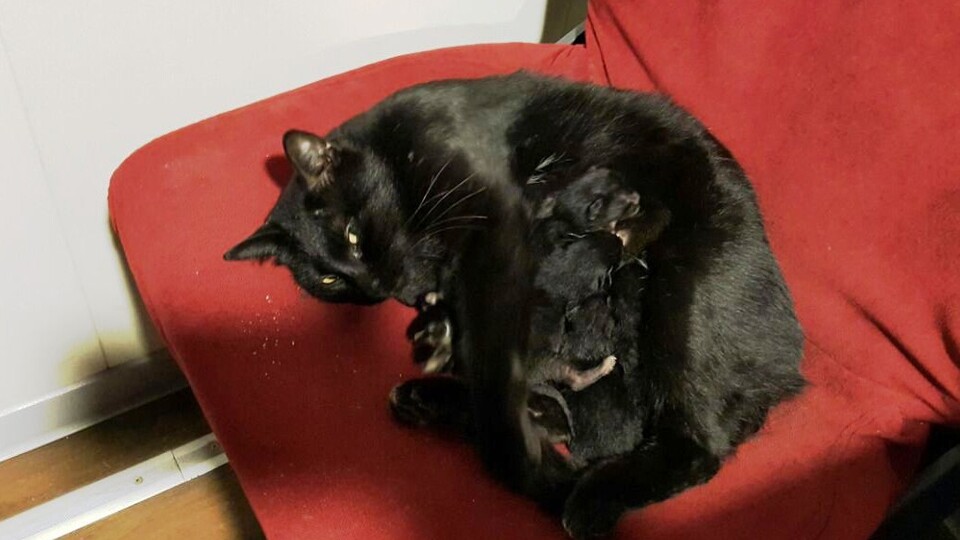 Yolcu gemisinde 5 yavru dünyaya getirdi