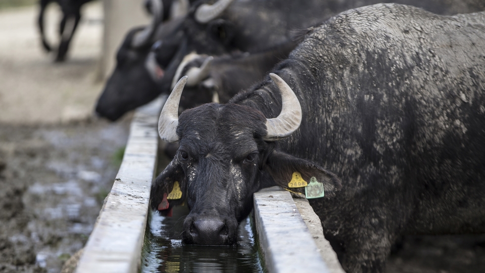 Manda ırkı kaybolabilir!