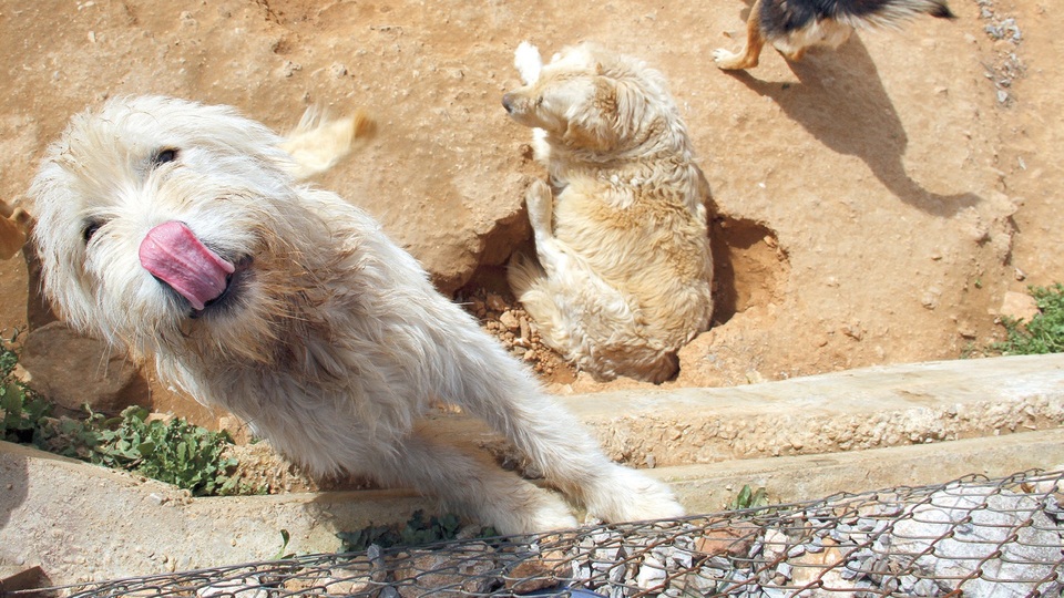 Bu klinikte ameliyat ve ambulans ücretsiz